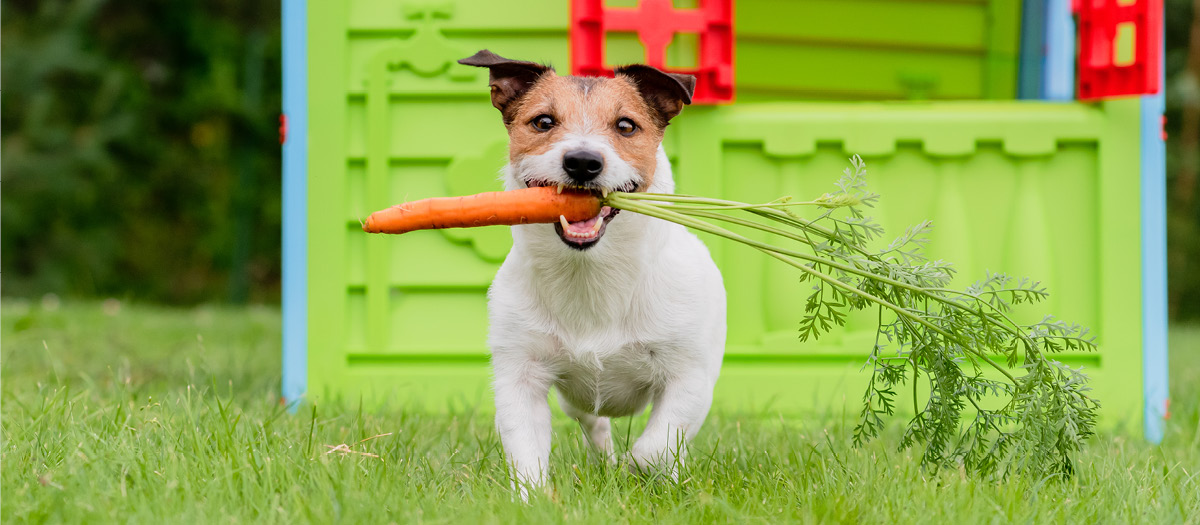 dogs eat vegetables