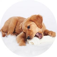 pet bone love
